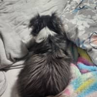 Photo of Lolita