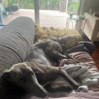 Photo of Konrad, The Young And Blue Greyhound