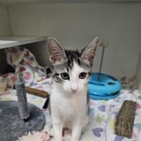 Photo of Marshmallow