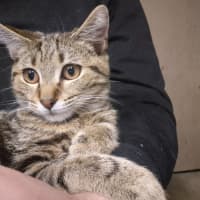 Photo of Autumn   Located In Templestowe