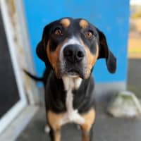 Photo of Honey