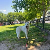 Photo of Lucy