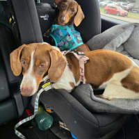 Photo of Dexter