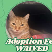 Photo of Peanut