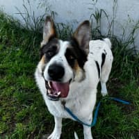 Photo of Panda (64437)