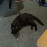 Photo of Shadow