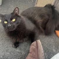 Photo of Flare*9 Lives Project Rescue*