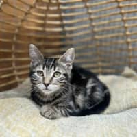 Photo of Amy ** 2nd Chance Cat Rescue**