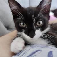Photo of Pocus 