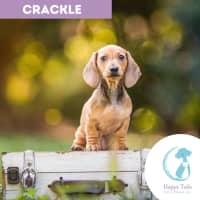 Photo of Crackle