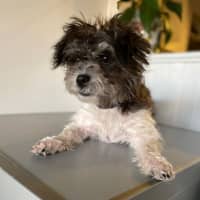 Photo of Daisy