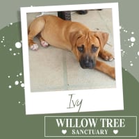 Photo of Ivy