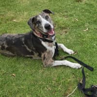 Photo of Truffles *$150 Adoption Fee*