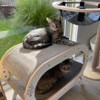 Photo of Juniper And Jinn