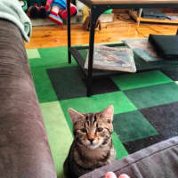 Photo of Pepper