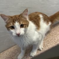 Photo of Orion
