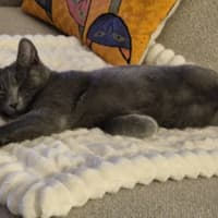 Photo of Blue