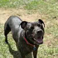 Photo of Koda