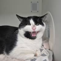 Photo of Ozzy