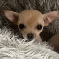 Photo of Pip