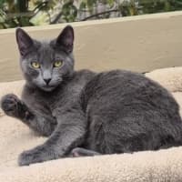 Photo of Blue