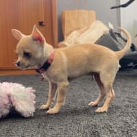 Photo of Pip