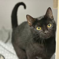 Photo of Phantom