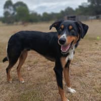 Photo of Rusty