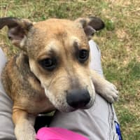 Photo of Dobby (9182)