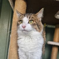 Photo of Tiger Lily