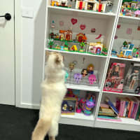 Photo of Aslan