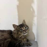 Photo of Percy