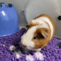 Photo of Chippie