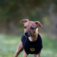 Photo of Rascal