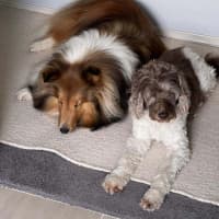 Photo of Lotus Biscoff