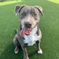 Photo of Rigby Imp 2134