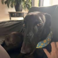 Photo of Izzy, The Greyhound