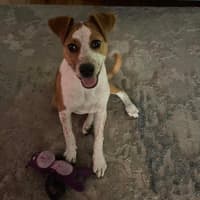 Photo of Nugget   5 Month Old Staffy X