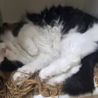 Photo of Phoenix