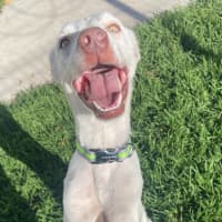 Photo of Pickles