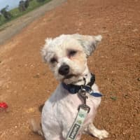 Photo of Ollie (Foster Only)