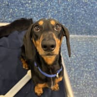 Photo of Dodge