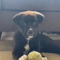 Photo of Mochi   4 Month Old Sharpei X Bullmastiff