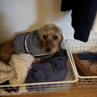 Photo of Sally And Jessie Wensleydale