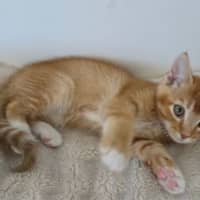 Photo of Peanut