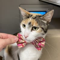 Photo of Molly