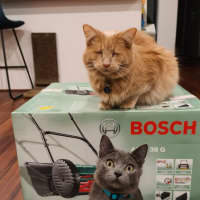 Photo of Mochi
