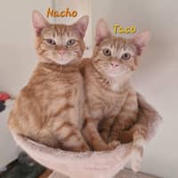 Photo of Nacho (& Taco)