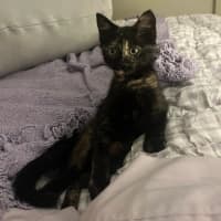Photo of Treacle