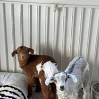 Photo of Cookie And Coco
